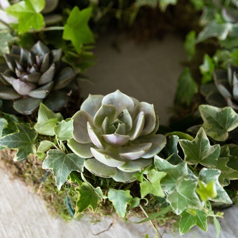 Living wreath